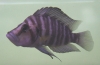 Lamprologus sp.