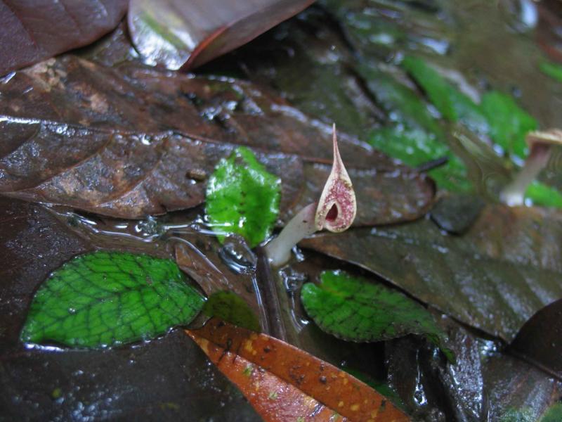 Cryptocoryne Xtimahensis