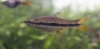 Rasbora einthovenii