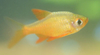 Rasbora vaterfloris