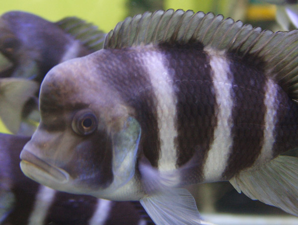 Cyphotilapia frontosa