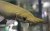 Short-nosed Gar