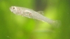 Gobiopterus brachypterus