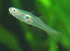 Singapore Goby male