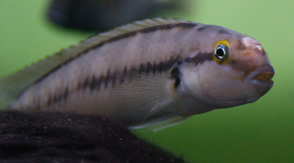 Unknown goby-like cichlid