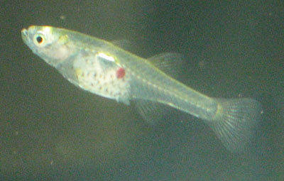 Singapore Goby female