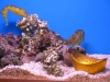 Golden seahorse
