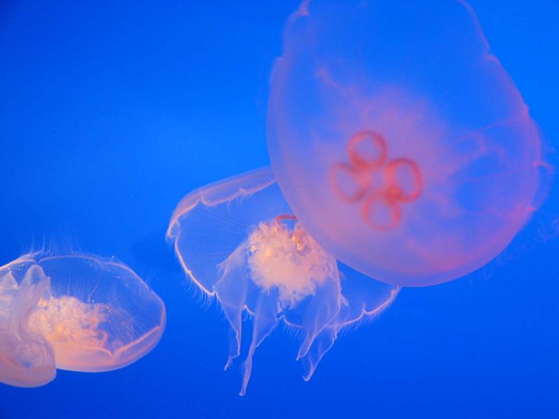 Jellyfish