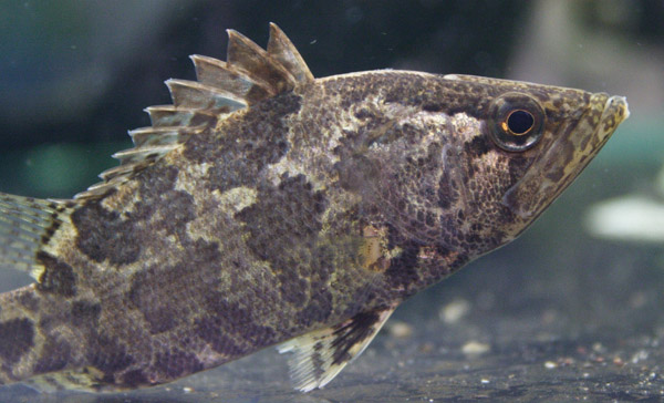 Leaf fish (unknown species)