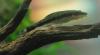 Otocinclus spp.