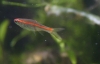 Rasbora pauciperforata