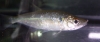 Pike characin