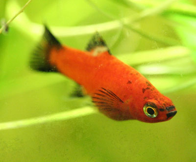 platy