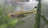 Rasbora trilineata (scissortail)