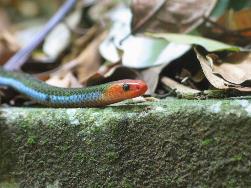 Coral snake