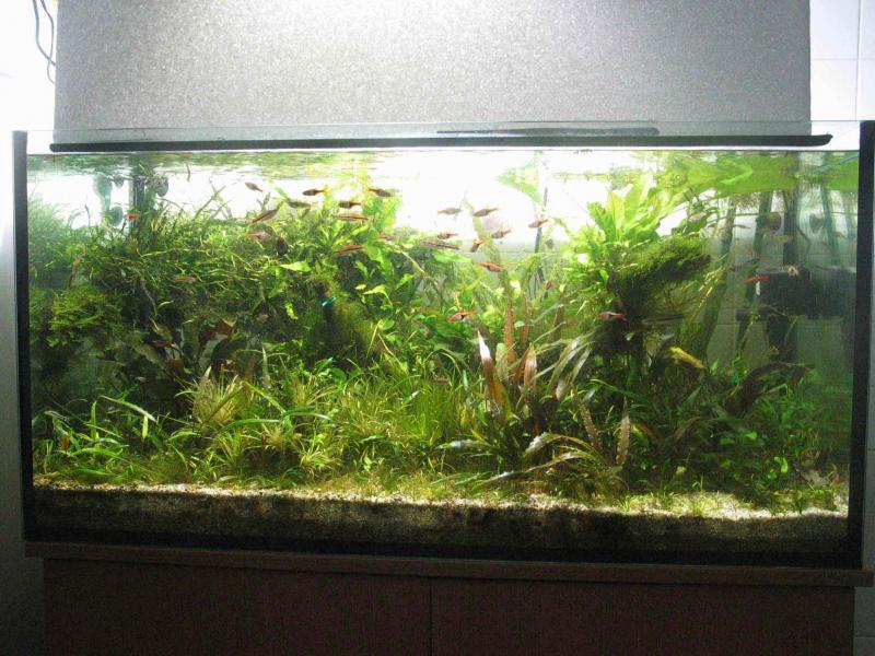 budak's tank!