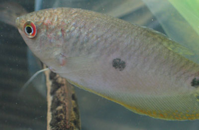 Three spot gourami