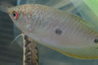 Three spot gourami