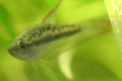 trichopsis pumilus