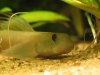 Goby