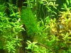 4ft_2004 Java Moss