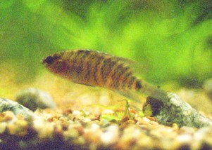 Badis sp.