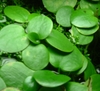 Frogbit