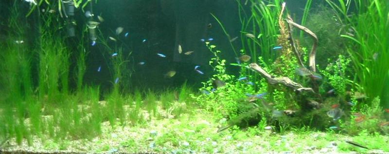 Justikanz's 4ft tank's 5th scape