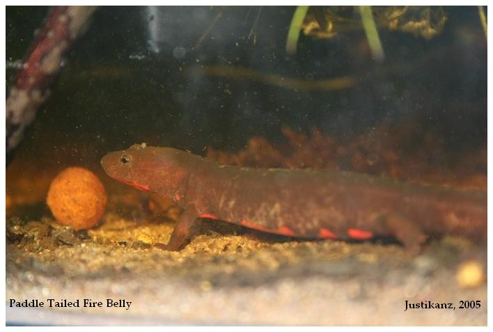 Paddletailed Newt