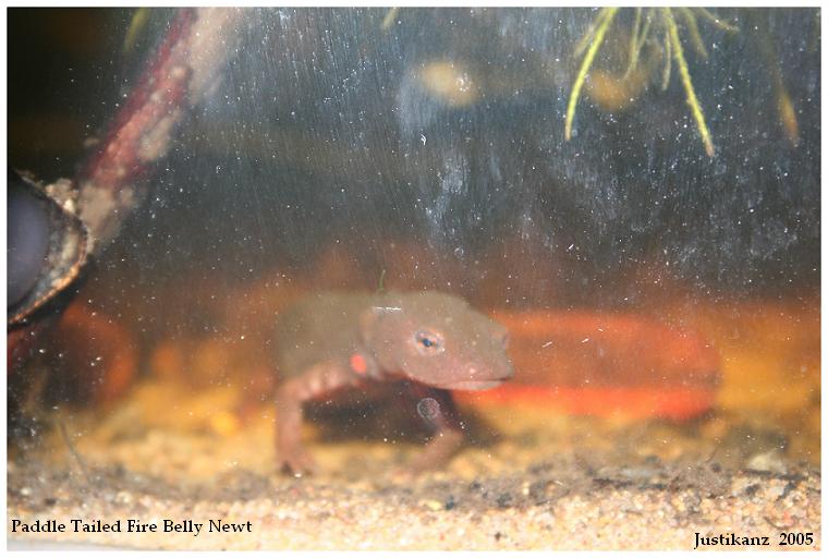 Paddltailed Newt