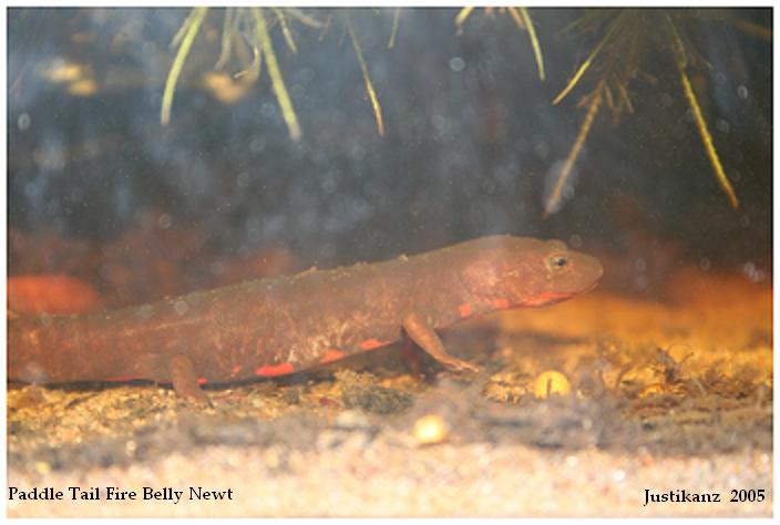 Paddletailed Newt