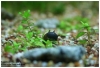 Horned snail, Nerite snail