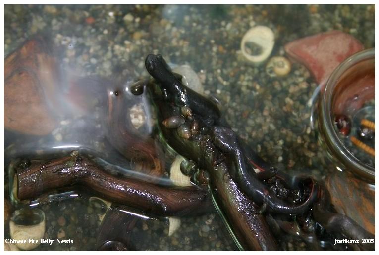 Chinese Fire Belly Newts