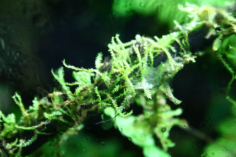 Java Moss emersed