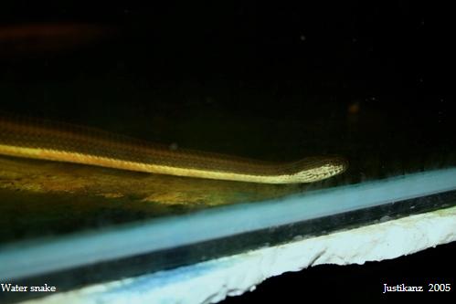 Water snake