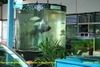 Display tank of large fish at Mainland Tropical Fish Farm