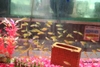 Coppertip / Golden Tetras