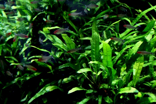 Java Fern