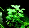 Lobelia cardinalis