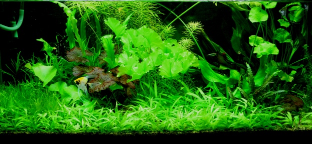 Teo's plant farm 3ft aquascape