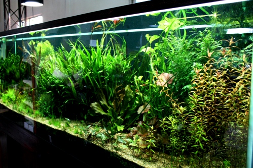 Teo's fish farm 9ft aquascape