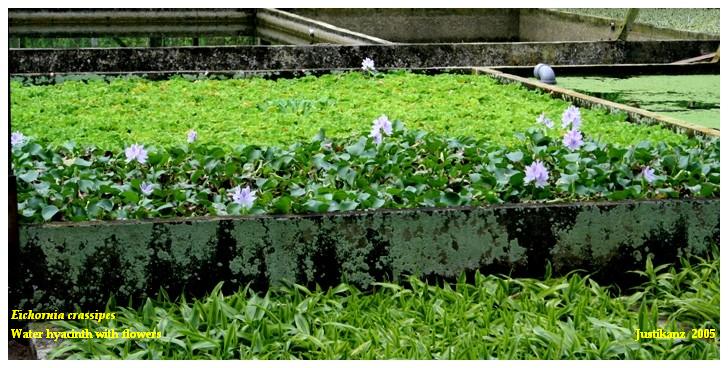 Water hyacinth