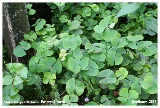 Marsilea sp. emersed