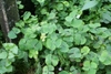 Marsilea sp. emersed