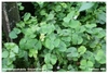 Marsilea sp. emersed