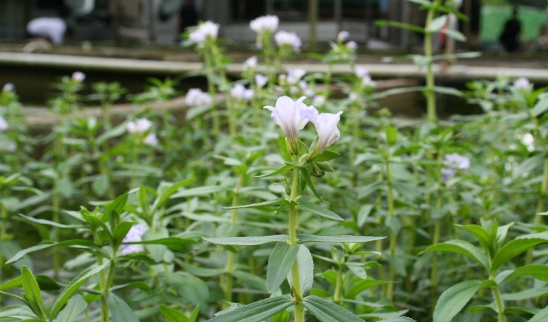 Gratiola emersed