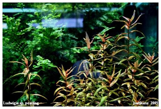 Ludwigia sp.