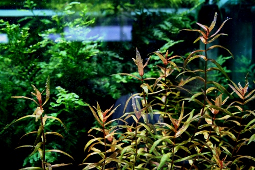 Rotala sp.