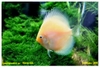 Discus