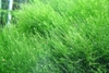 Erect moss